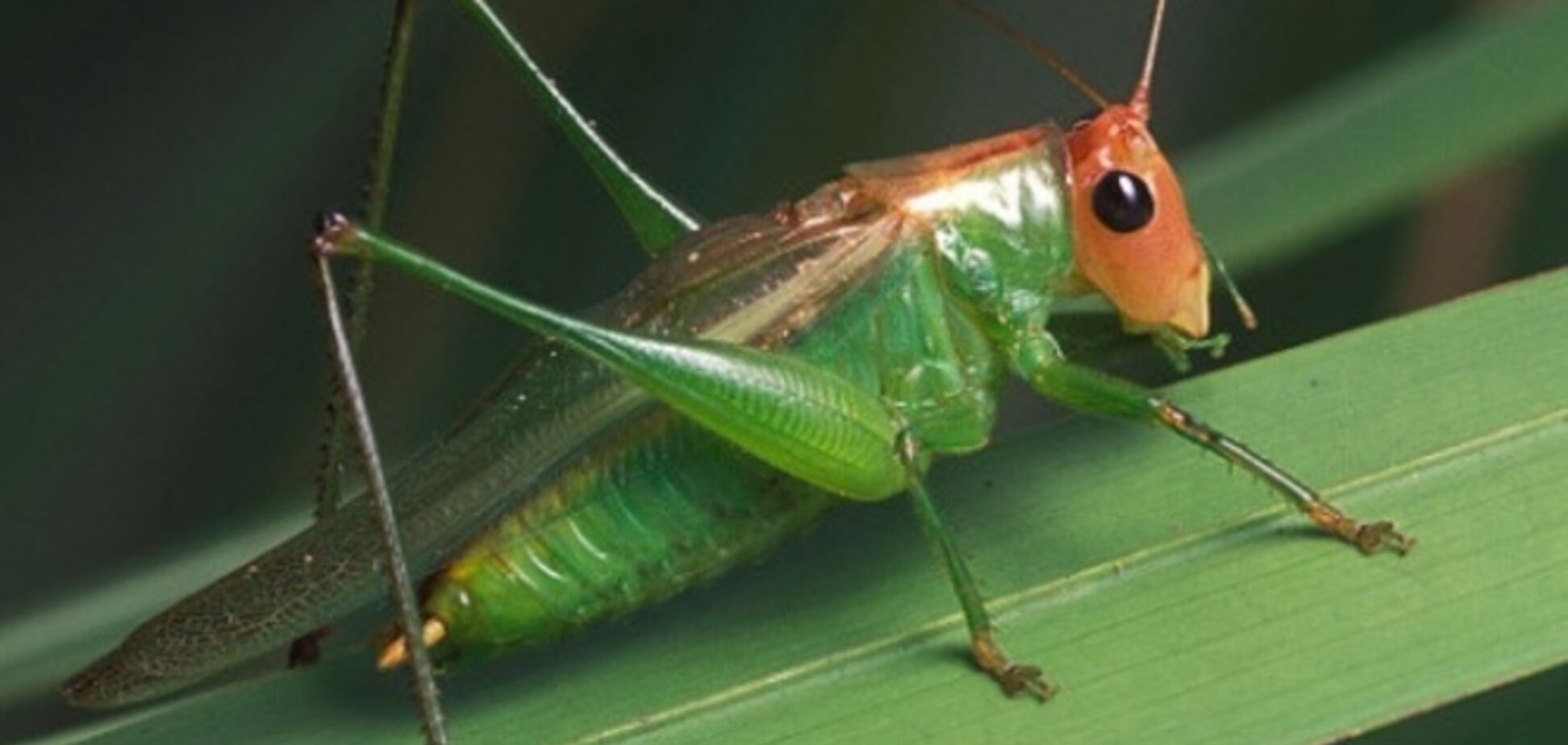 Ученые нашли у насекомых индивидуальные черты 'характера'