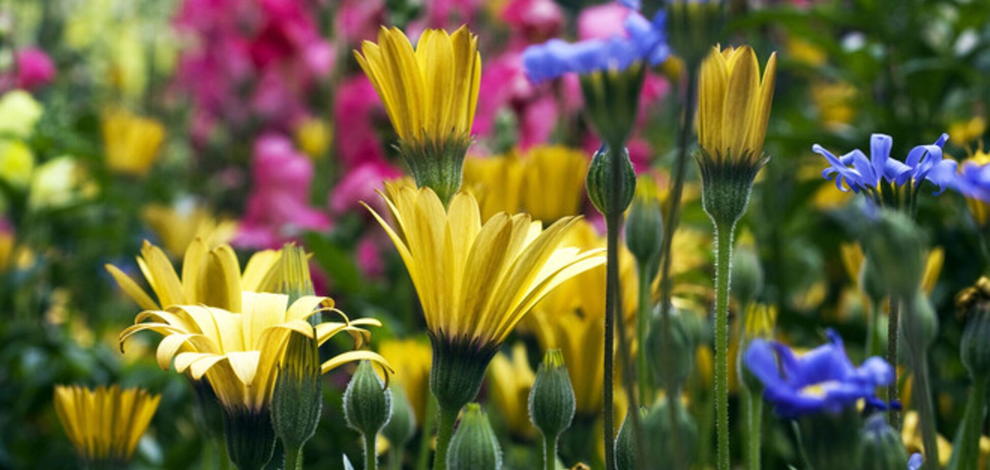 Биологи научили растения противостоять засухе