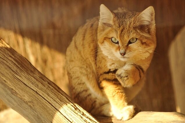 Бархатные коты – мастера маскировки- Живой уголок | Обозреватель | OBOZ.UA