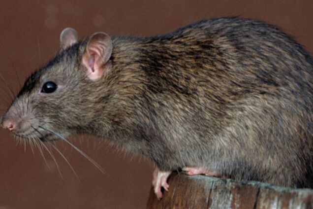 Кто же тут 'крыса в углу'?