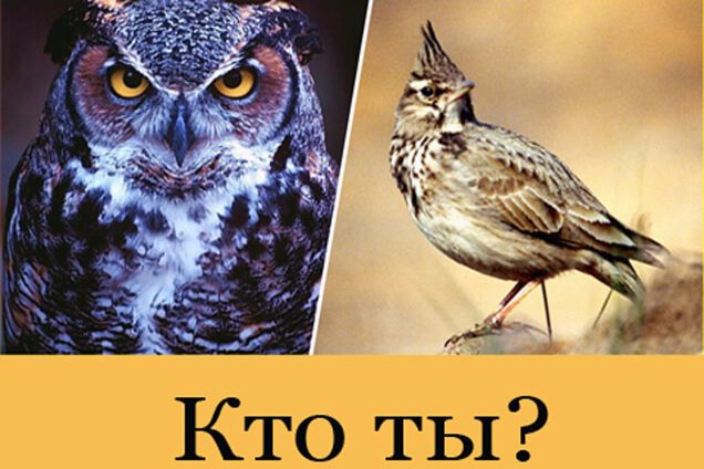 Ученые доказали что люди-совы успешнее, умнее и богаче