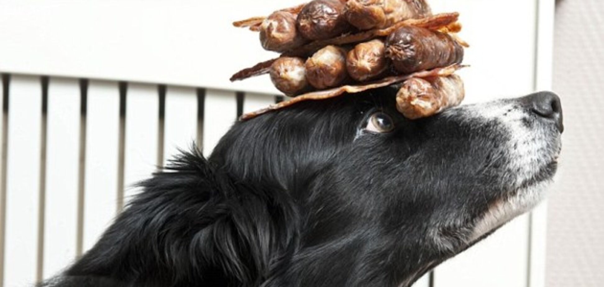 Хозяин научил своего пса приносить ему вино и сосиски на голове