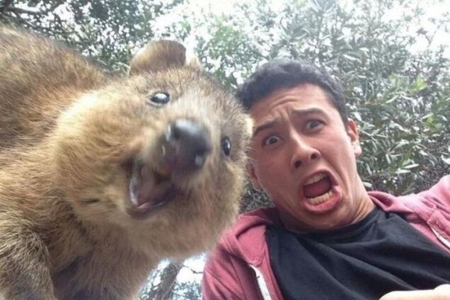 Квокки – самое счастливое животное на свете