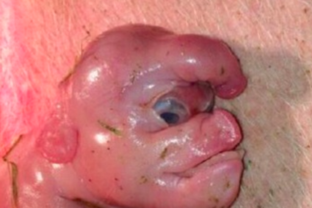 У Китаї народилося порося-демон з людським обличчям: опубліковано фото