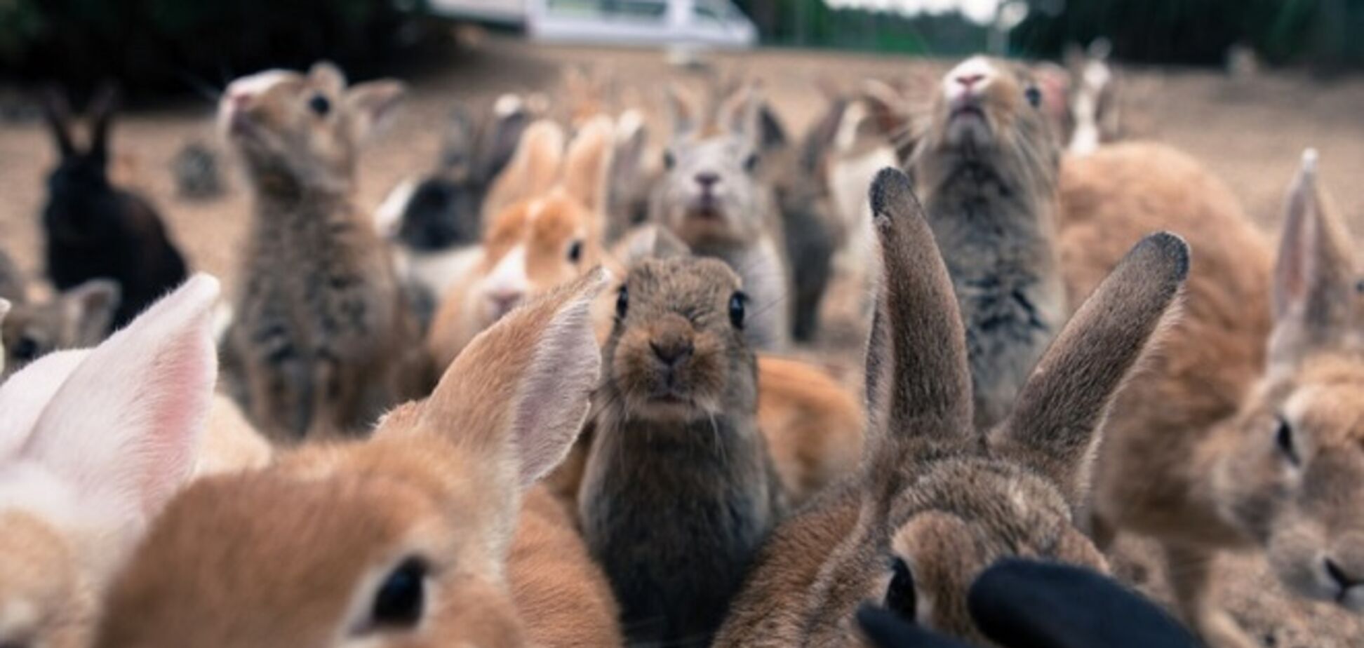 Сверхсекретная военная база превратилась в Остров кроликов: опубликованы фото