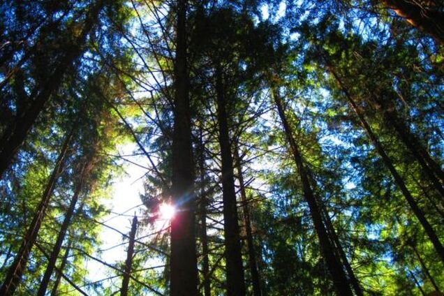 'Лісова мафія' зійшла з розуму