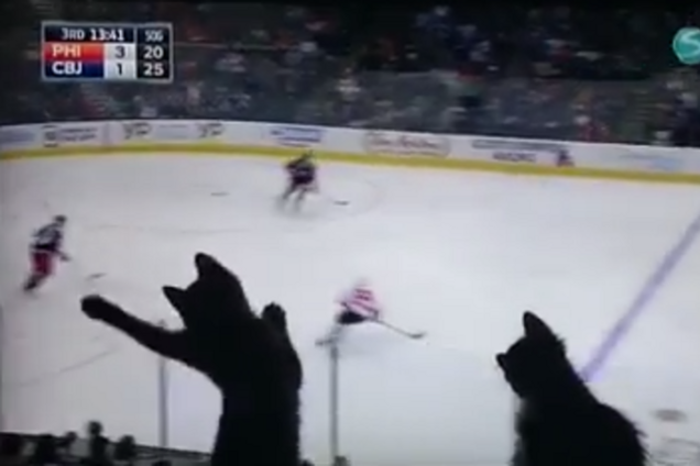 Два котенка стали фанатами хоккея: опубликовано видео