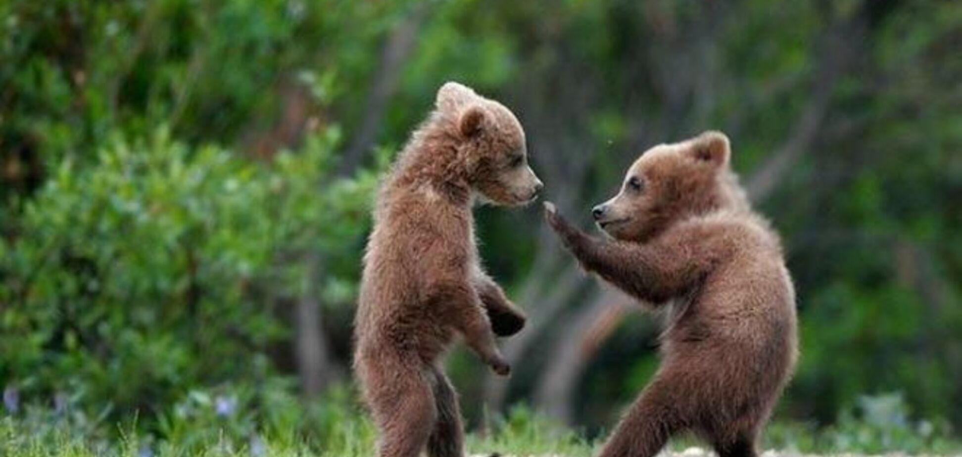 Удивительные факты о животных, которые вас поразят