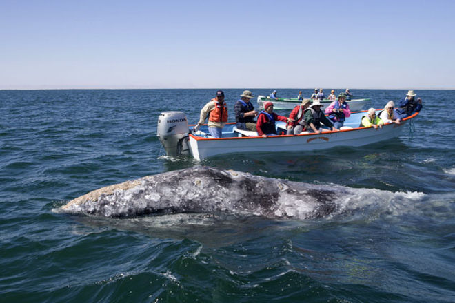 У берегов Мексики кит врезался в катер с туристами, есть жертва