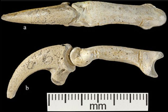 Археологи раскопали древние украшения неандертальцев
