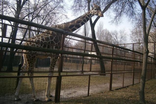 В киевском зоопарке на первую весеннюю прогулку вышли носорог и жираф