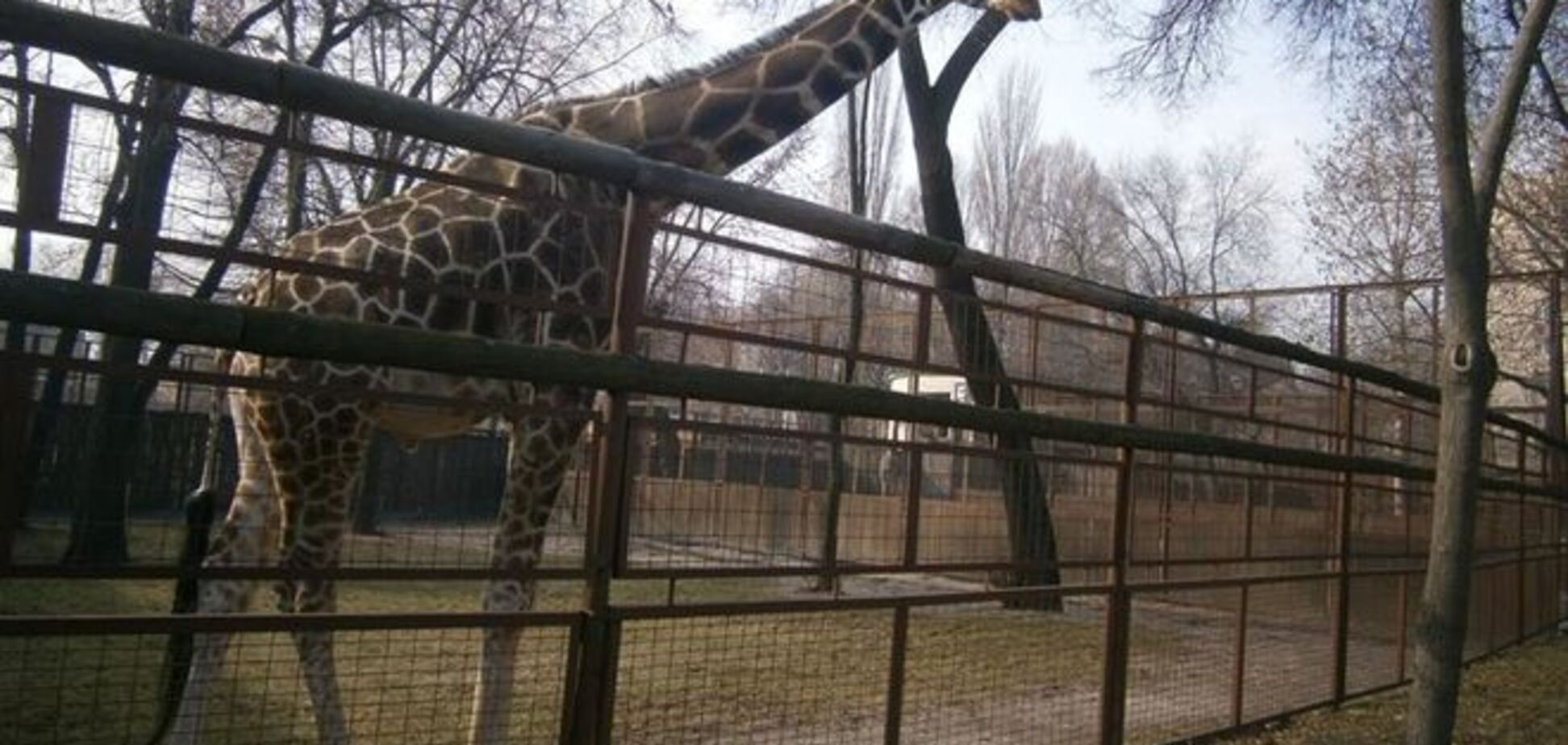 В киевском зоопарке на первую весеннюю прогулку вышли носорог и жираф
