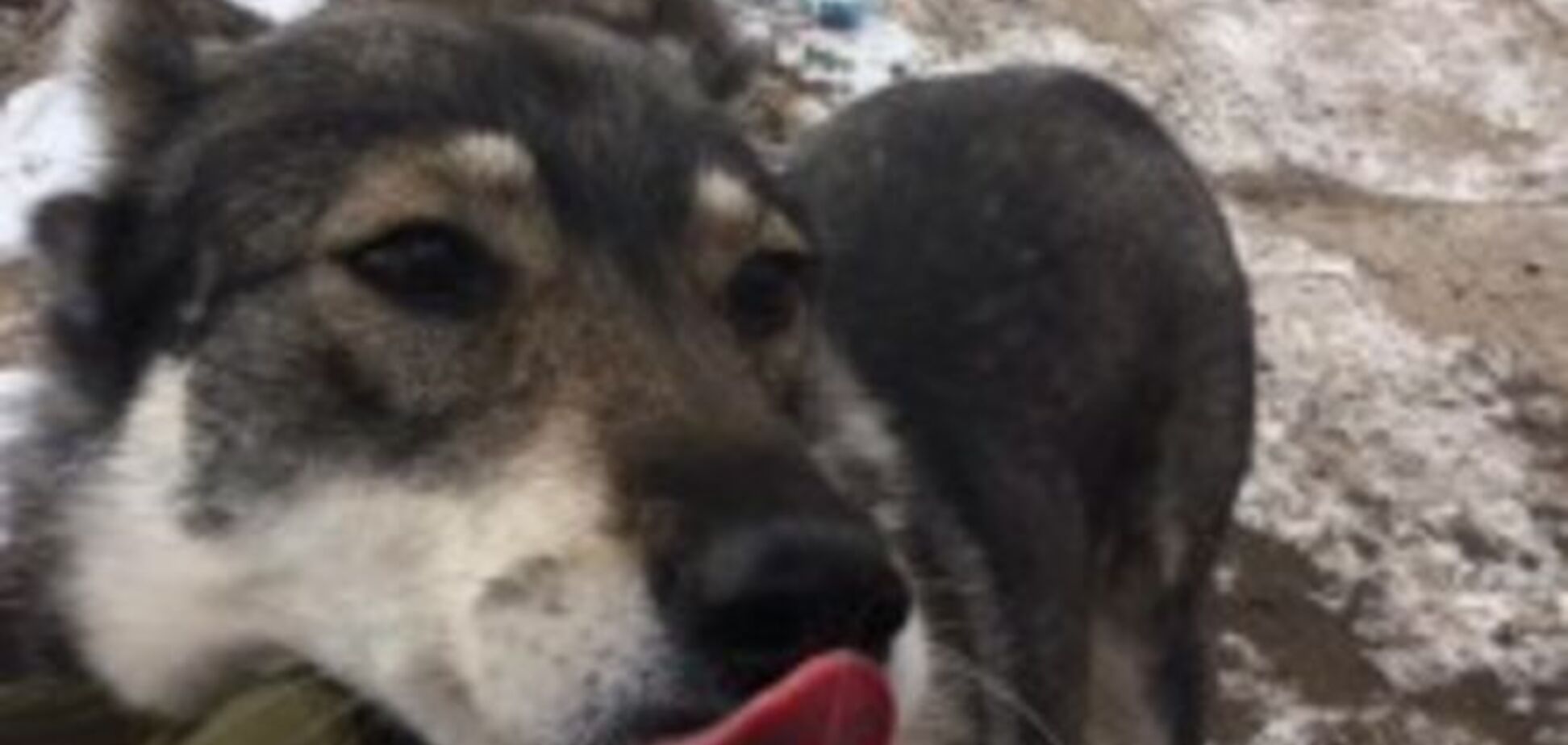 Собаки-'каратели' в батальоне 'Айдар': фоторепортаж с передовой