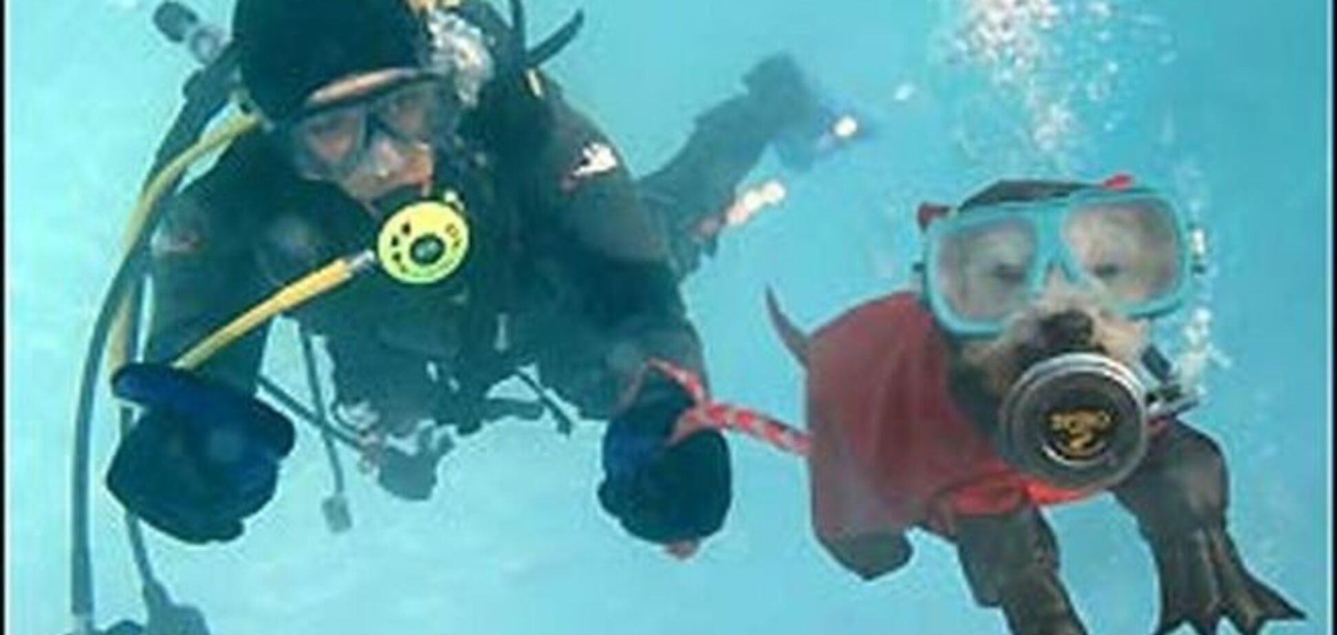 Четвероногие ныряльщики: подводные приключения с собаками-дайверами