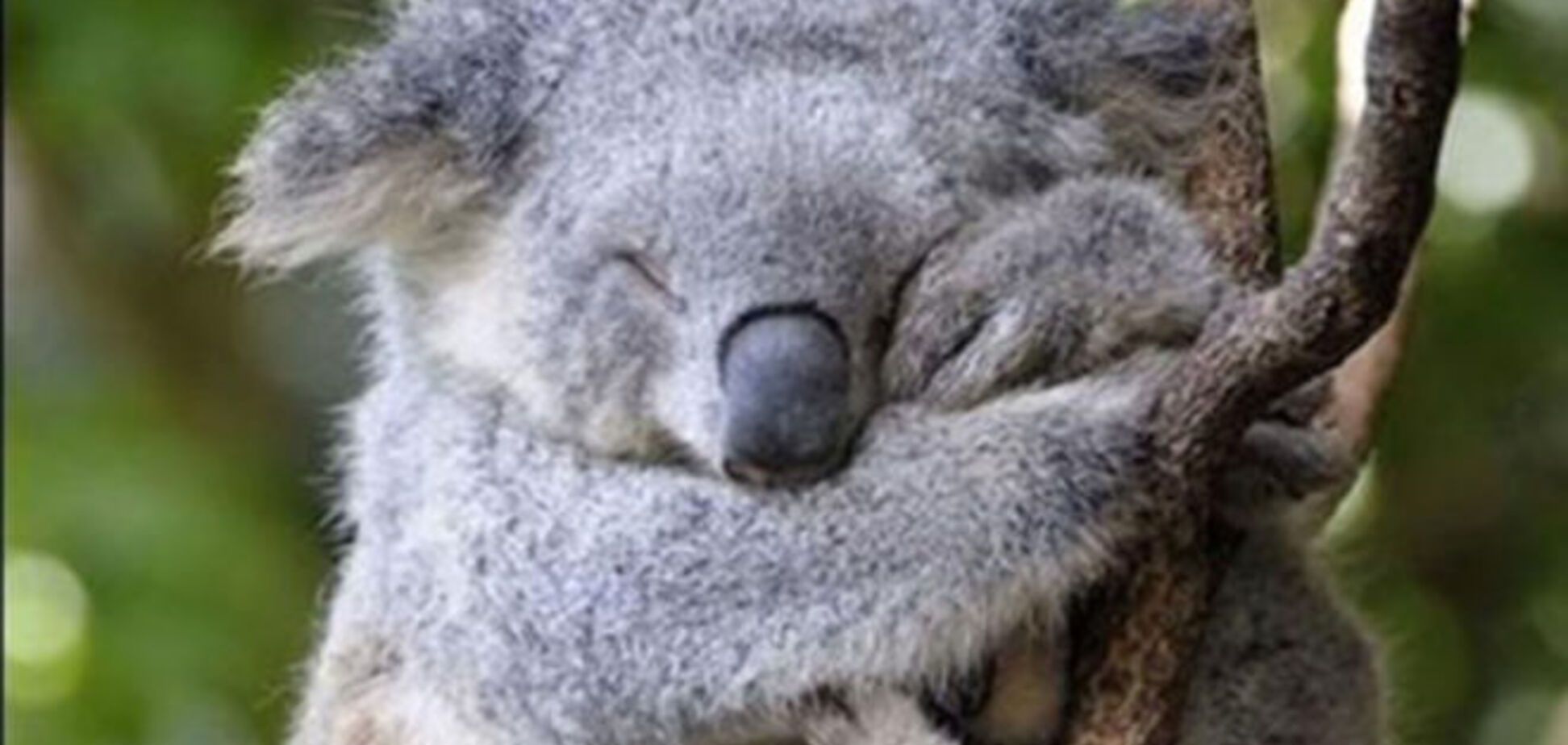 Всемирный день сна: снимки милых спящих животных