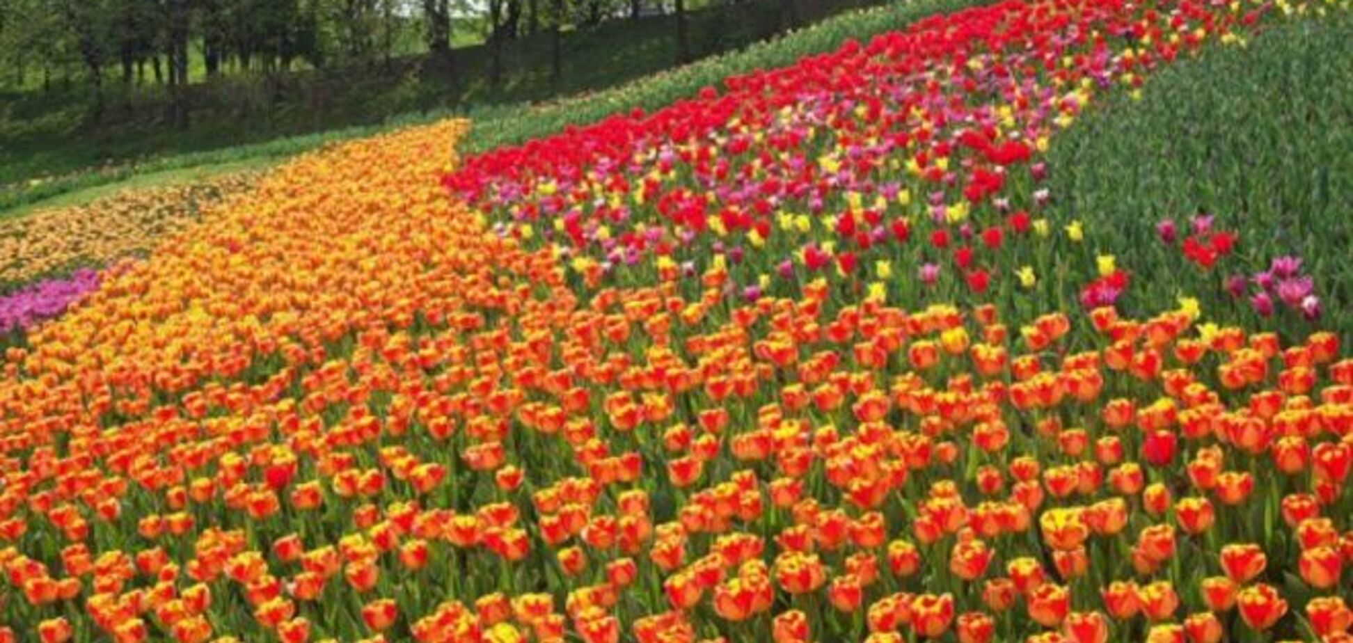 На Співочому полі в Києві зацвітуть 300 тисяч тюльпанів