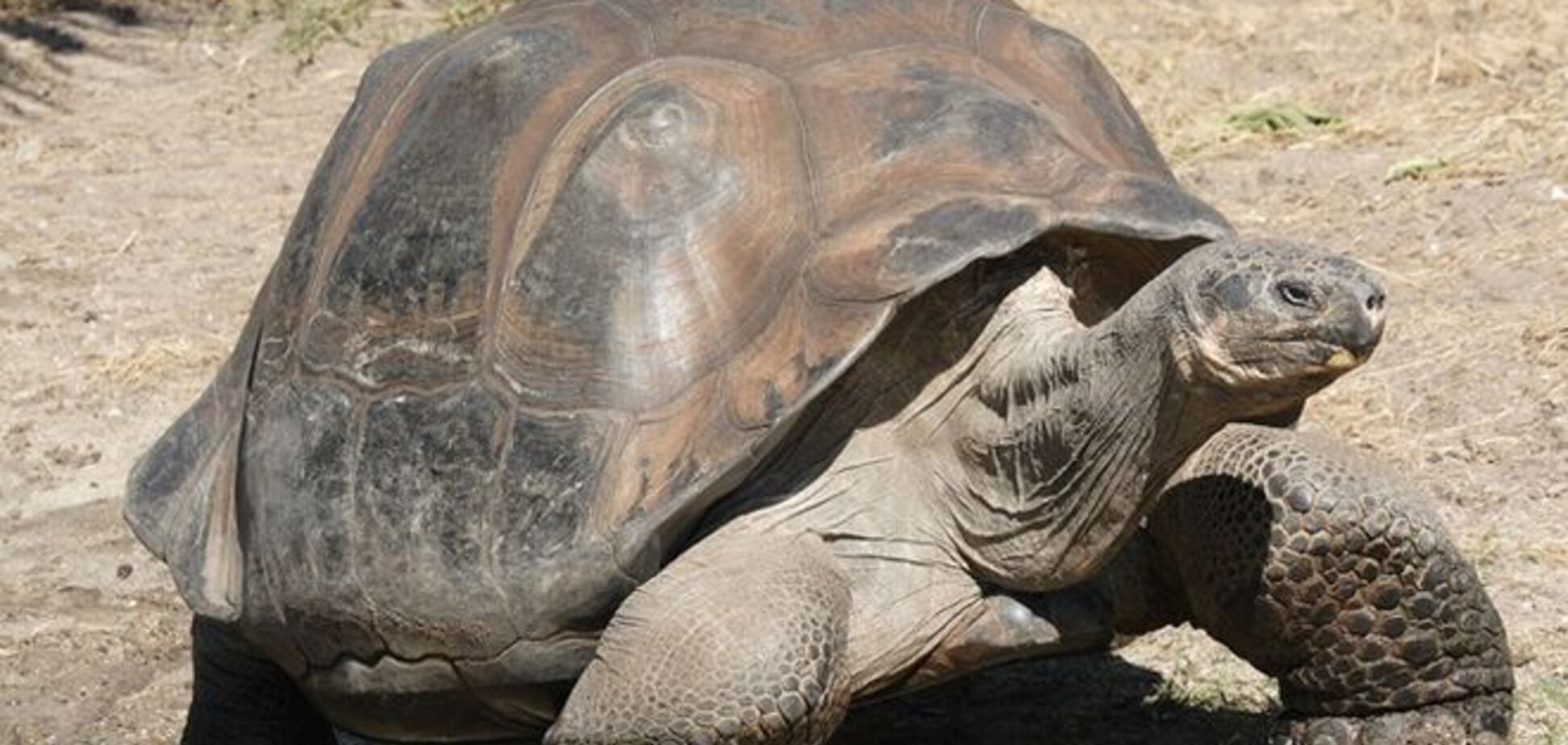 Впервые за столетие на Пинсоне родились гигантские галапагосские черепахи