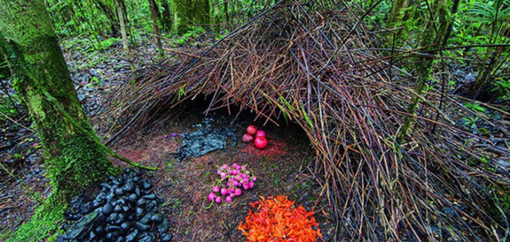 Где живут животные: удивительные жилища звериного мира