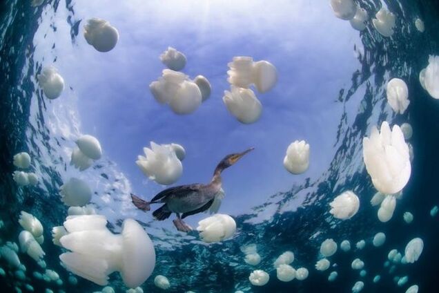 Объявлени победители премии 'Подводный фотограф 2015 года'