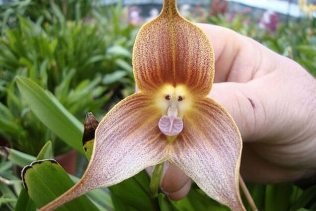 Природа удивляет: пришельцы в мире растений