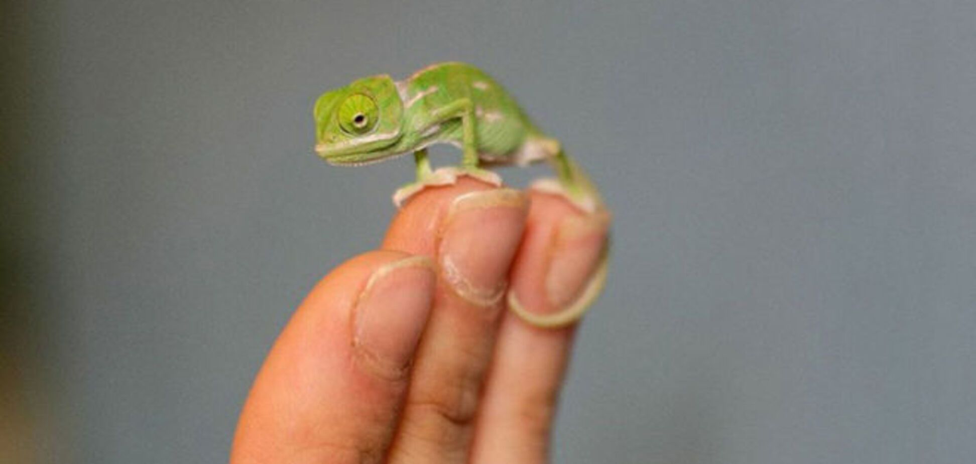 Новые жители зоопарка стали хитом сети: фото забавных хамелеонов