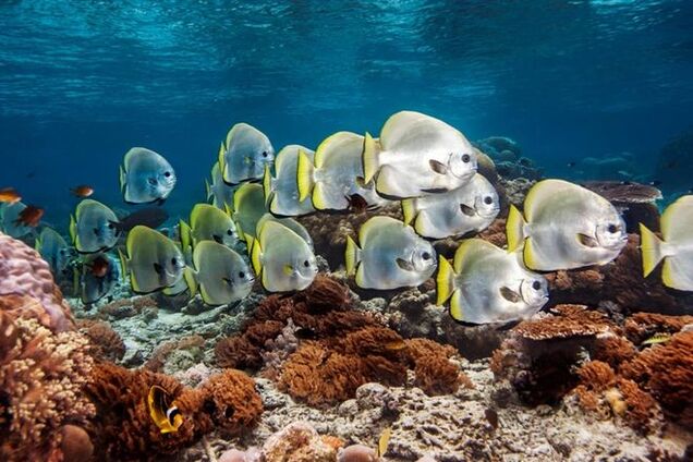 Подводная фото охота: удивительный и красочный мир коралловых рифов