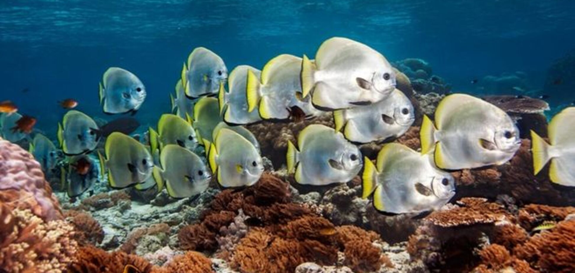 Подводная фото охота: удивительный и красочный мир коралловых рифов