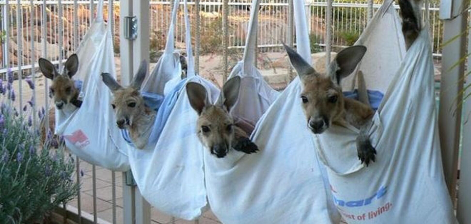 В Австралии мужчина сам растит осиротевших кенгурят: опубликован фото