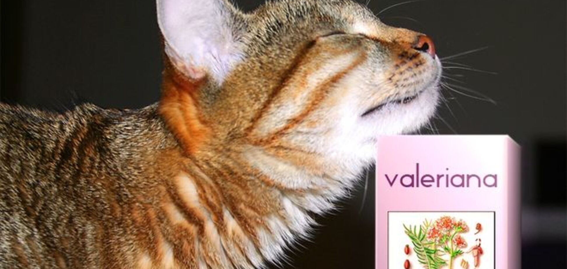 Секрет раскрыт: почему коты любят валерианку