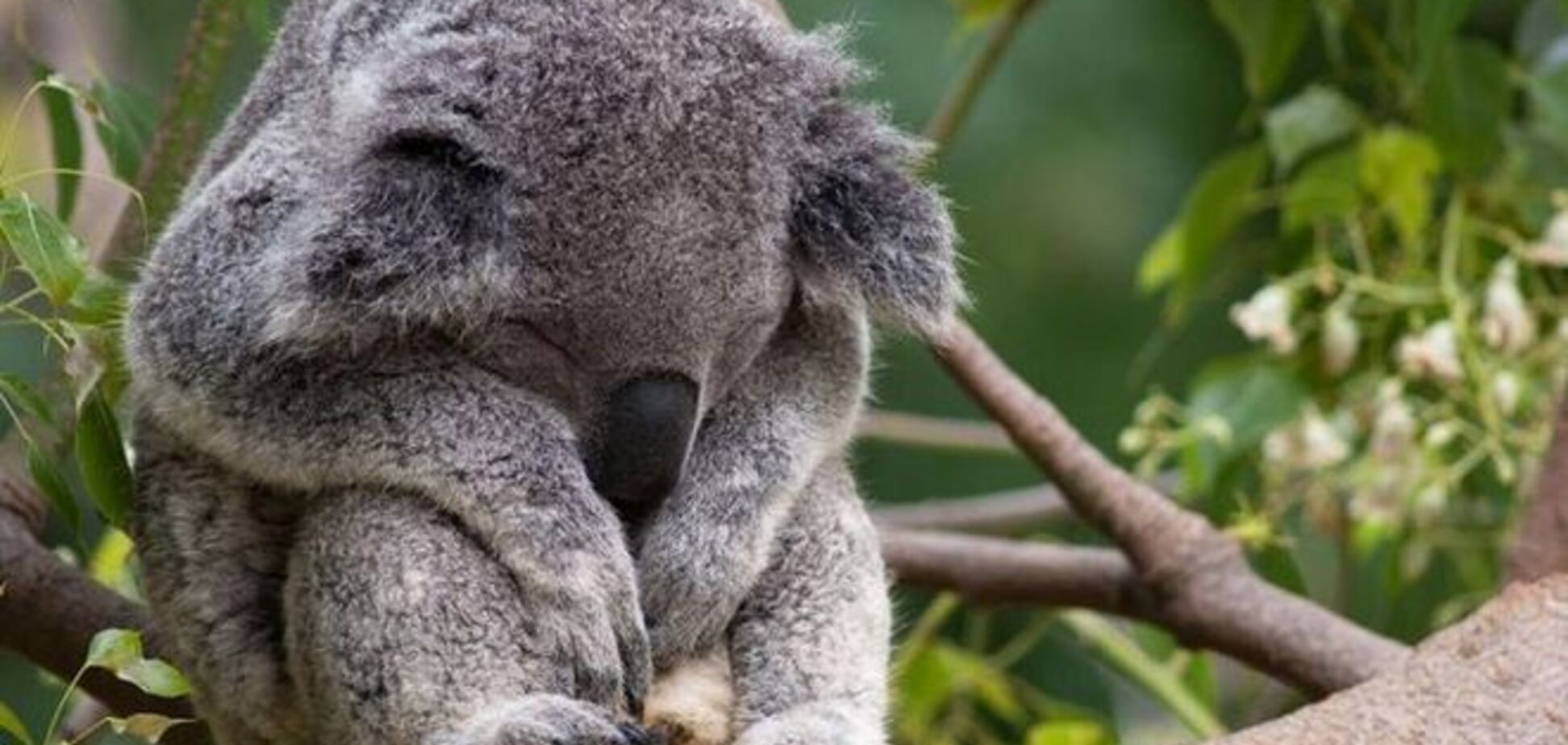 Свирепые сони: эпичная битва двух коал