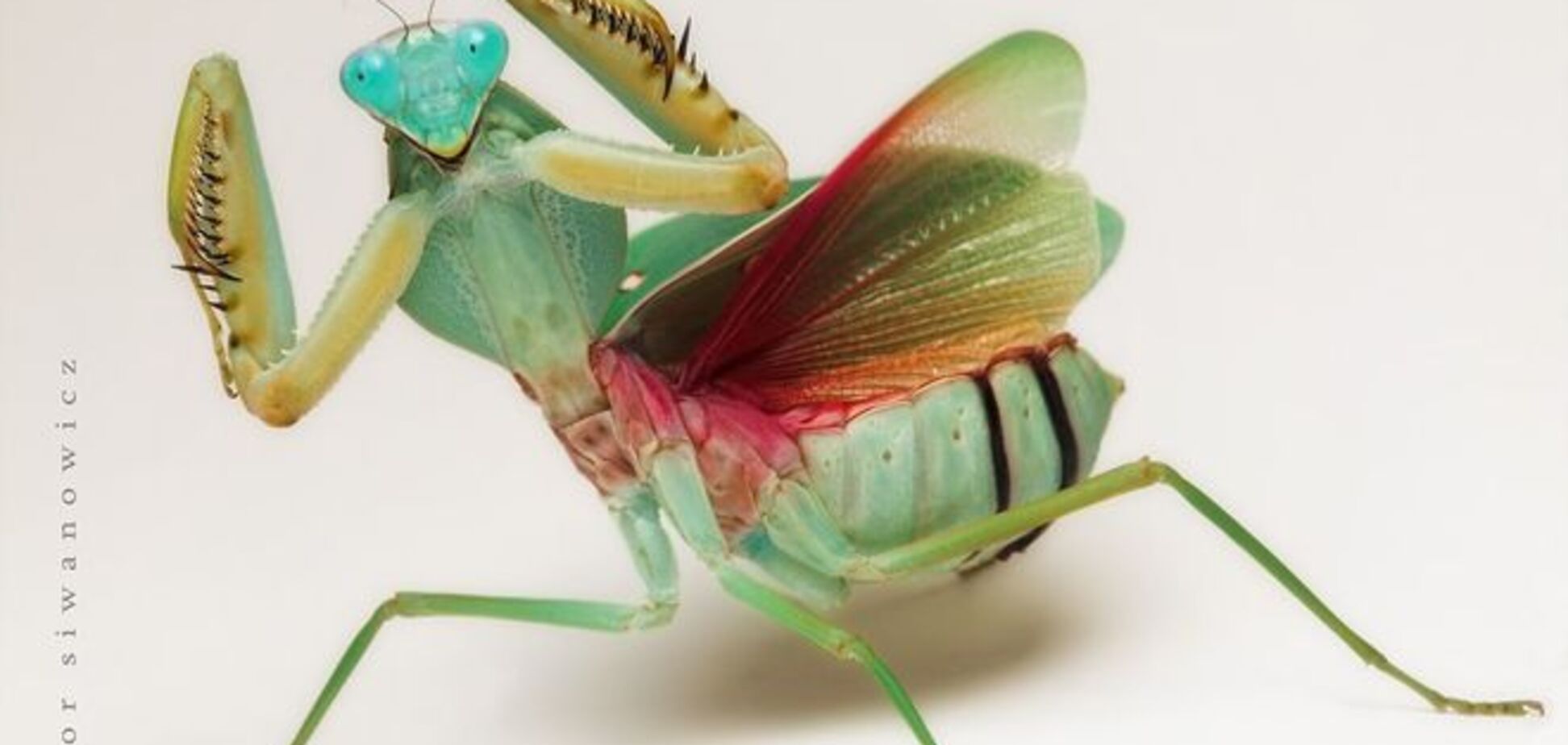 Ученые назвали самый живучий вид животных в истории