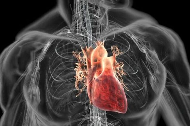 Ученые научат сердце регенерировать после инфаркта