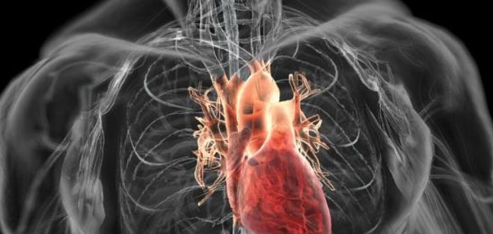 Ученые научат сердце регенерировать после инфаркта
