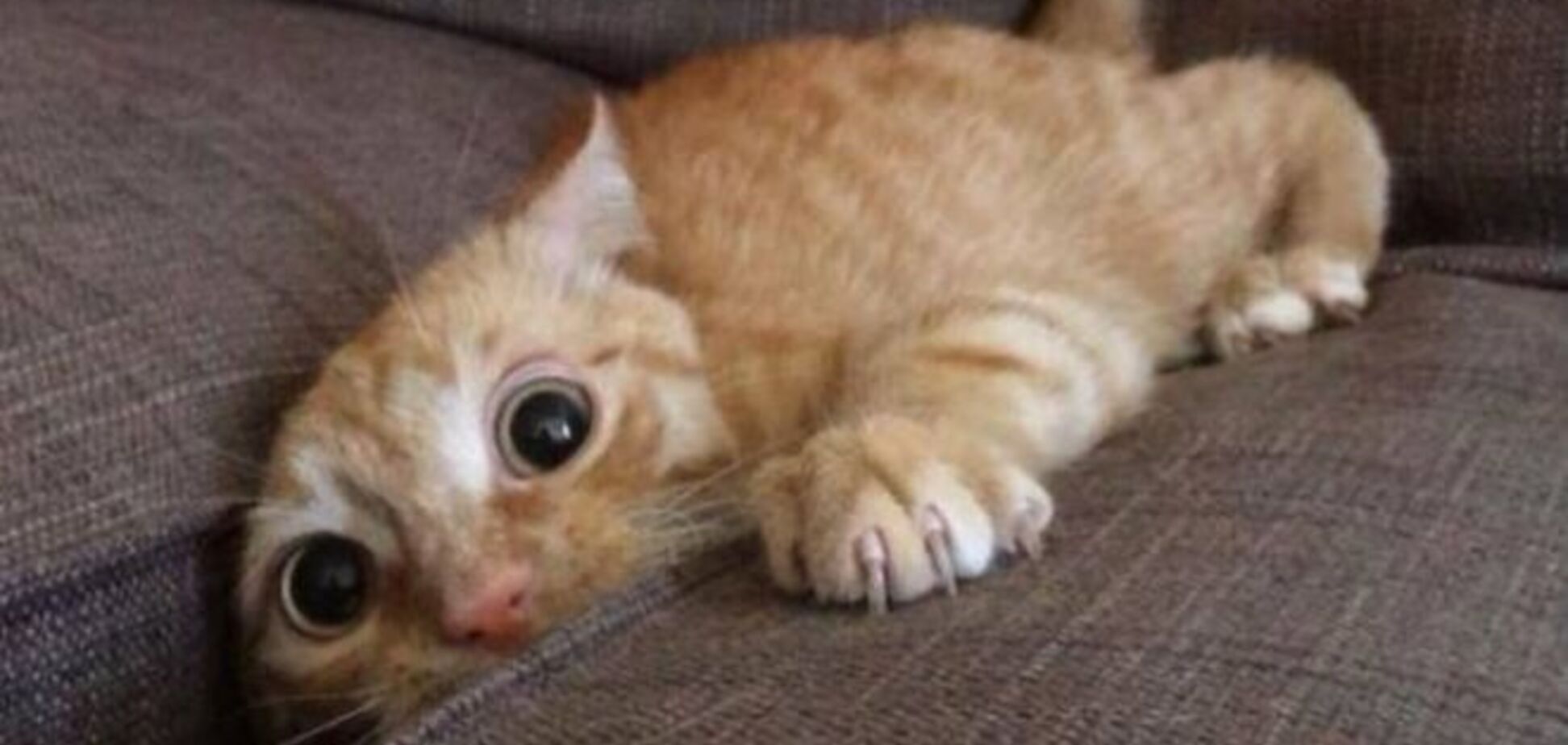 22 причины, почему люди никогда не перестанут любить котиков