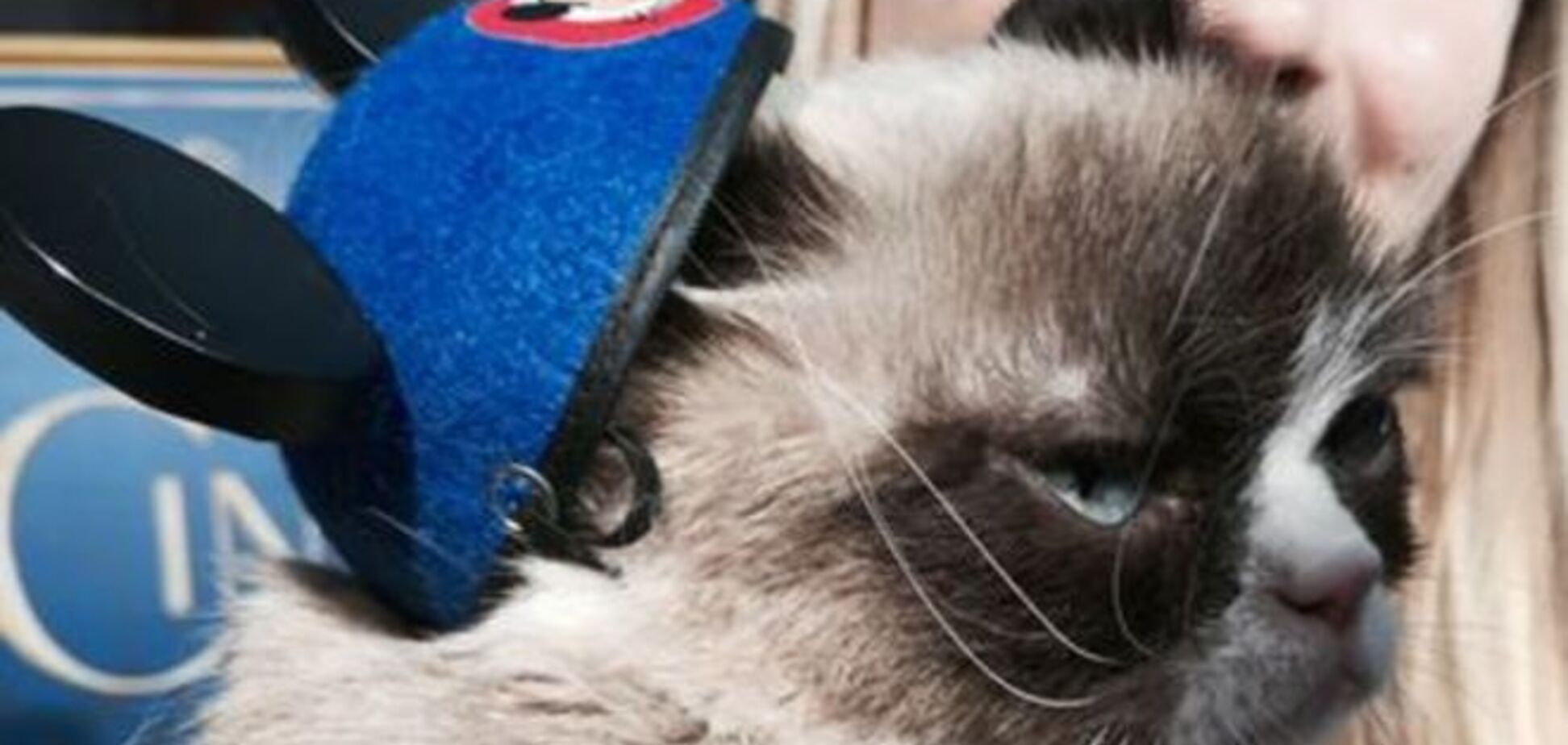 Самый угрюмый кот в мире посетил диснеевскую премьеру фильма 'Золушка': смешные фото