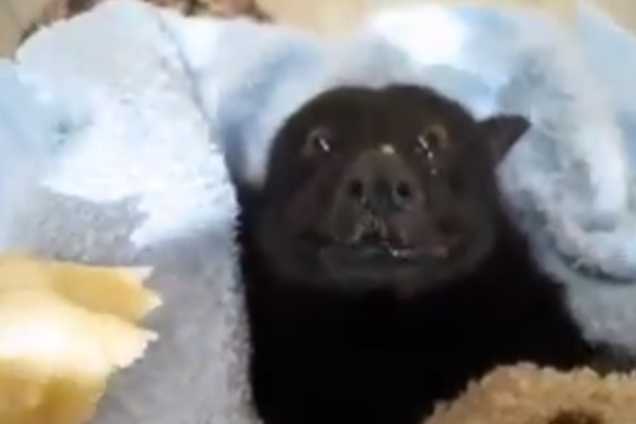 Звездой сети стала летучая мышь, поедающая банан