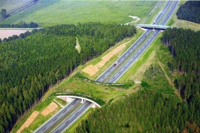 Удивительные пешеходные мосты для животных среди лесов