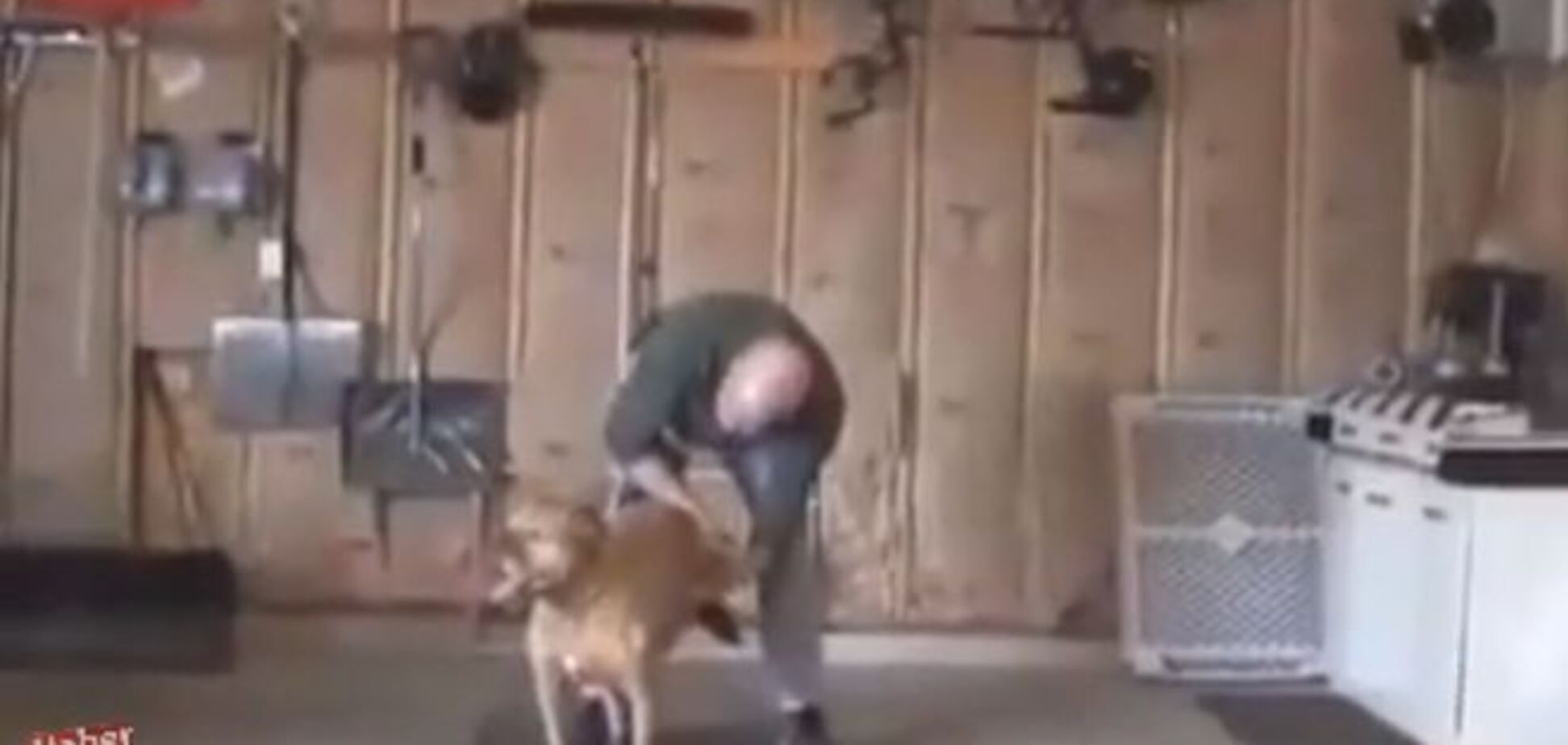 Соцсети растрогало видео ухода хозяина за больной собакой