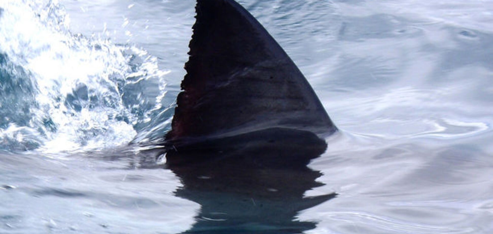 На египетском курорте опять объявилась акула-людоед
