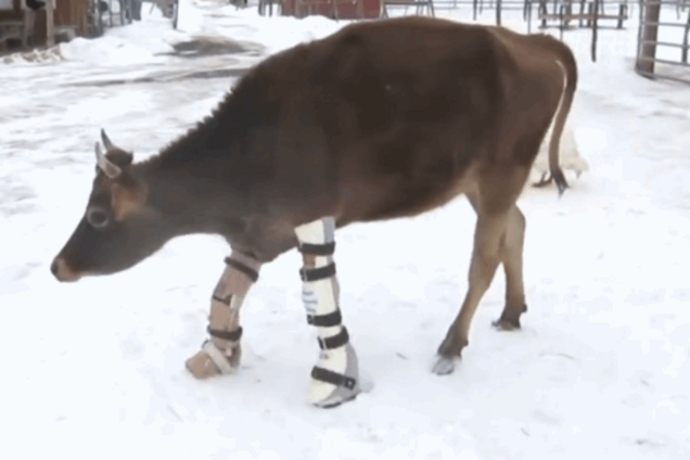 Это вам не плачущая корова в тапочках: быку-инвалиду сделали протезы ног - видеофакт