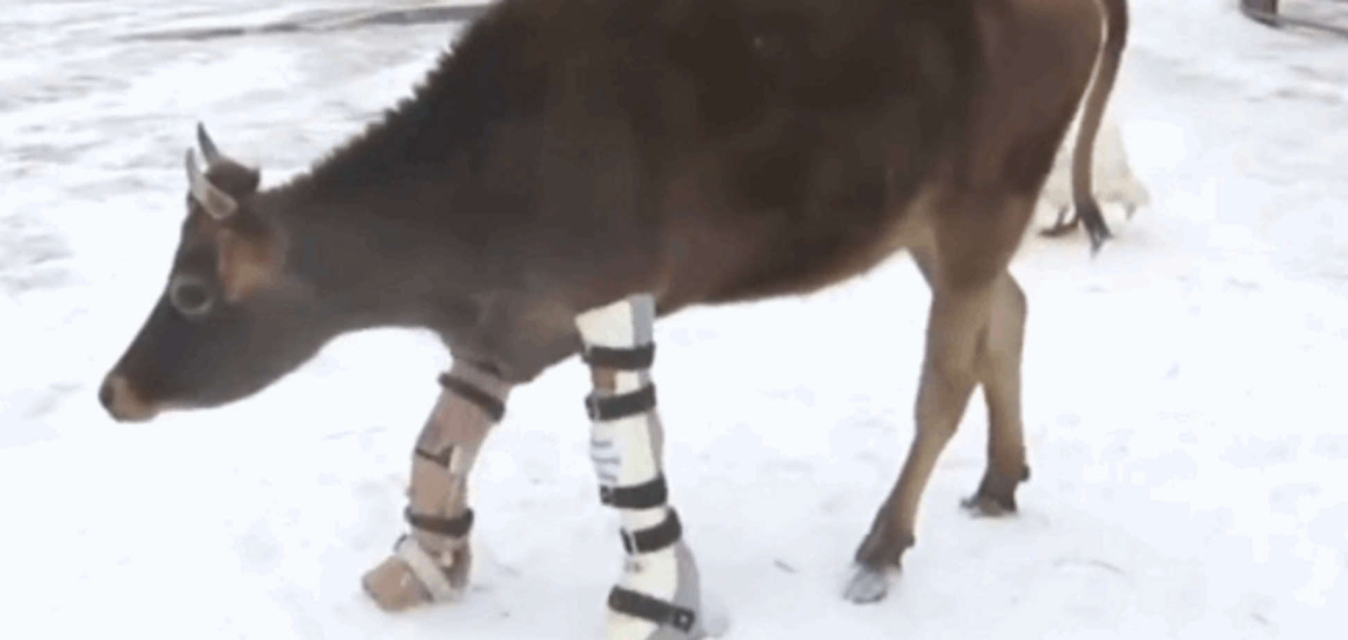 Это вам не плачущая корова в тапочках: быку-инвалиду сделали протезы ног - видеофакт