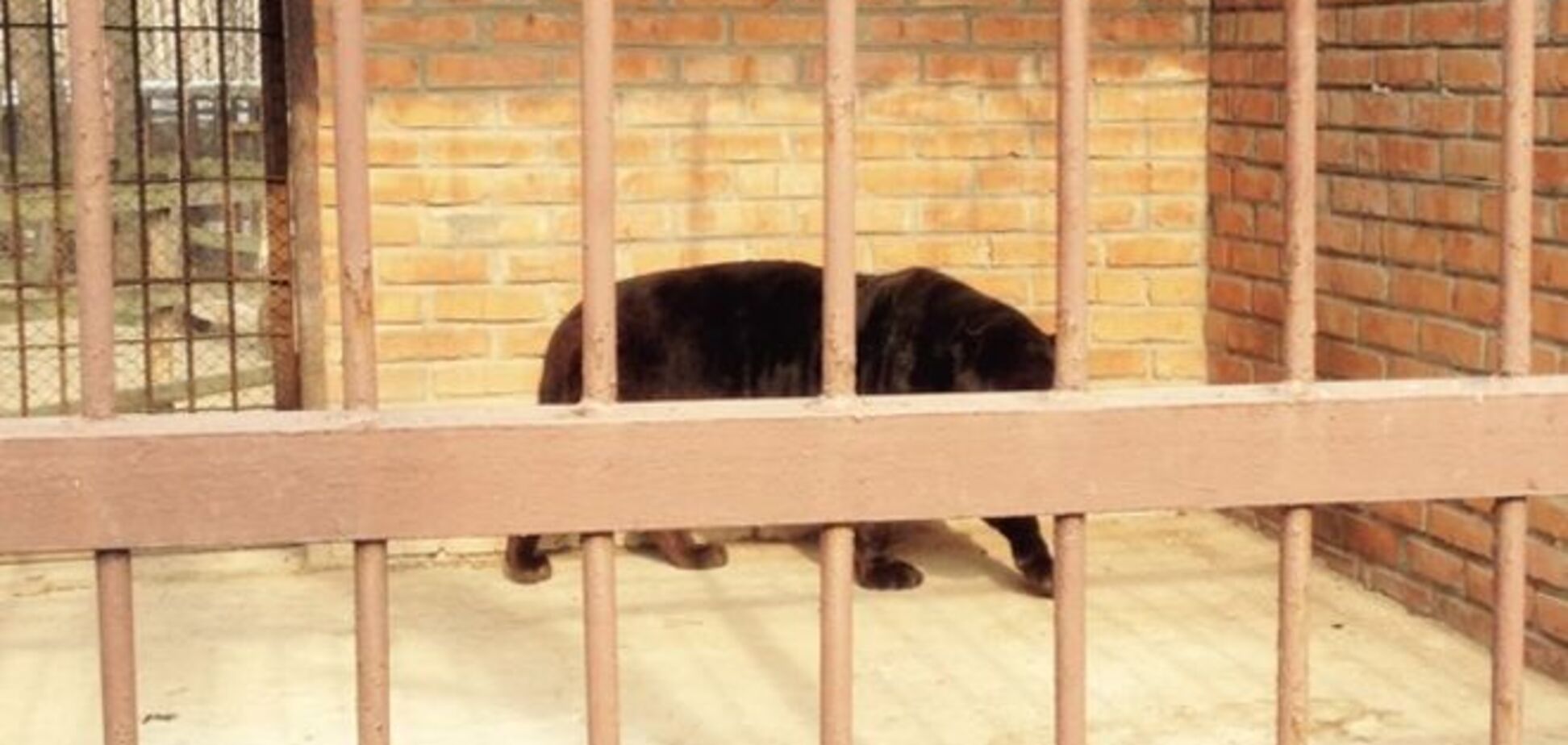На Харьковщине ягуар напал на женщину, она в реанимации: фото животного