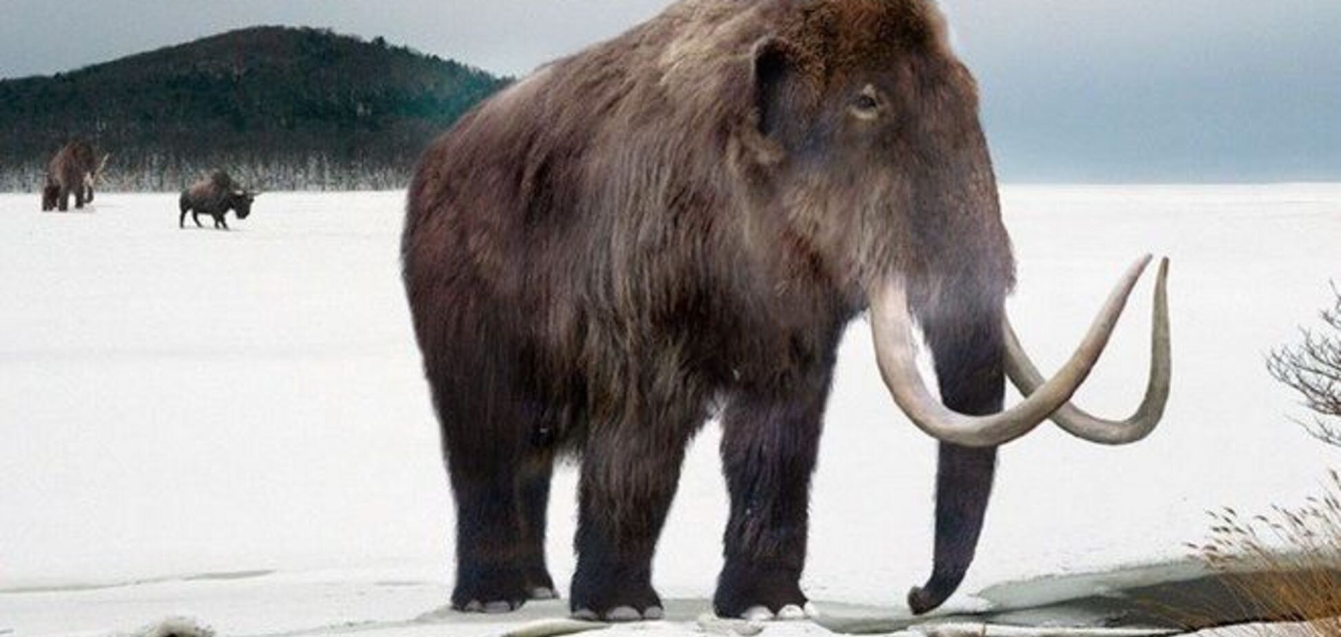 В США для воскрешения вида, ученые скрестили клетки мамонта со слоном