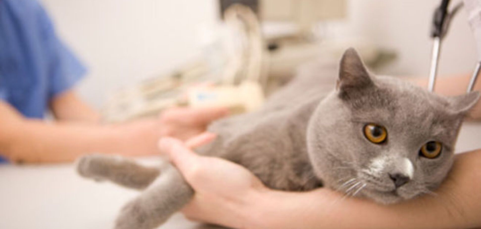 16-летний харьковчанин умер из-за укуса любимого кота