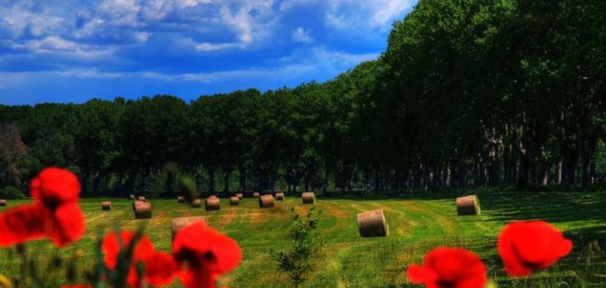 Живописные фото, которые приблизят наступление теплой весны