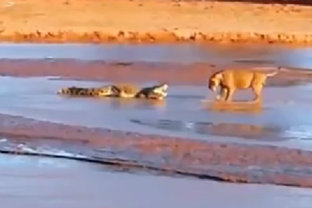 Крокодил напал на прайд львов, чтобы первым добраться до трупа слона