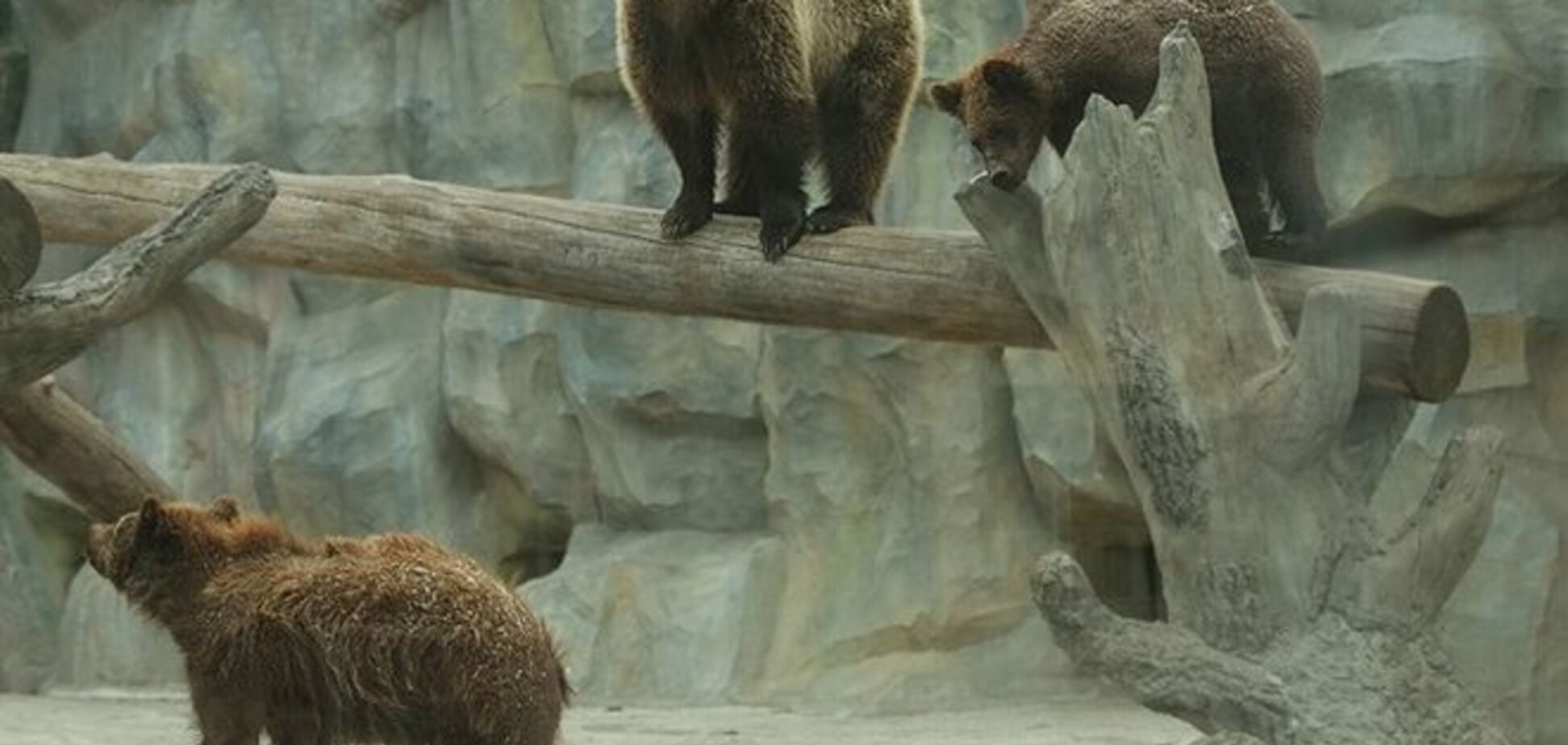 В киевском зоопарке вышла на улицу семья бурых медведей