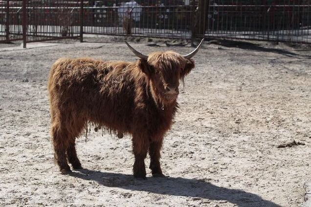 В киевский зоопарк привезли шотландских коров