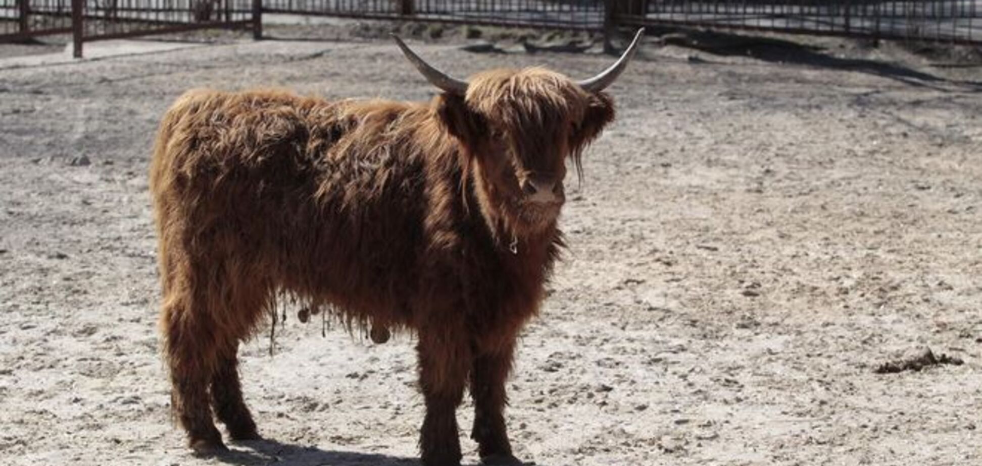 У київський зоопарк привезли шотландських корів