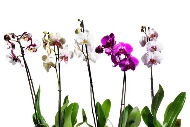 Магические свойства комнатных растений